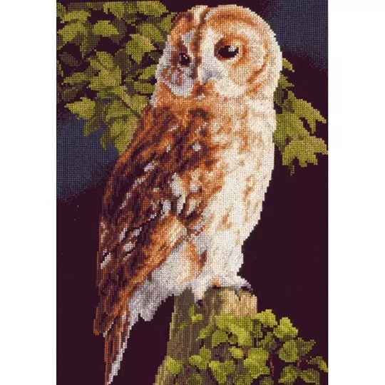 Barn Owl 