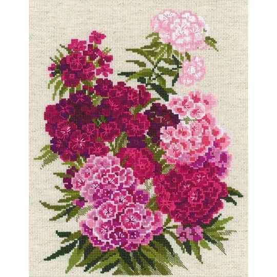 Sweet William
