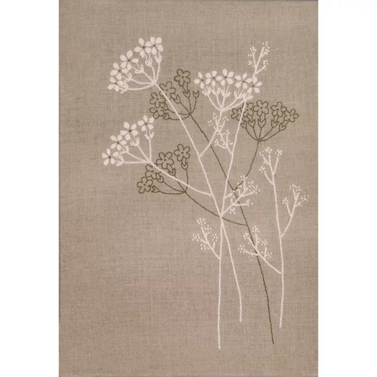 Queen Anne's Lace