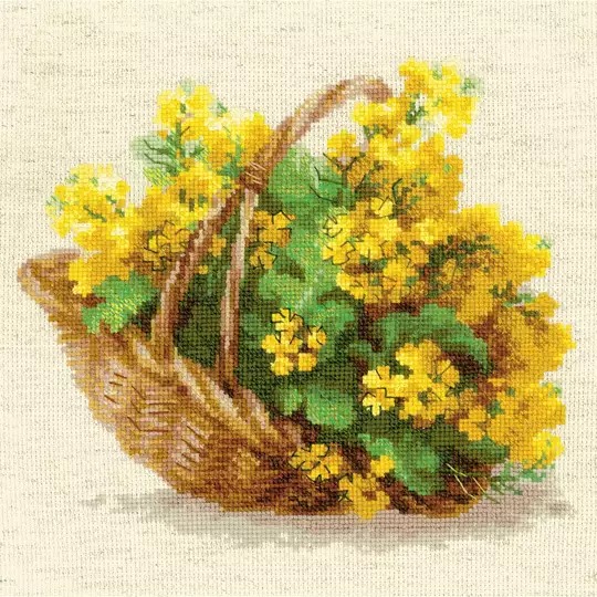 Yellow Rapeseed
