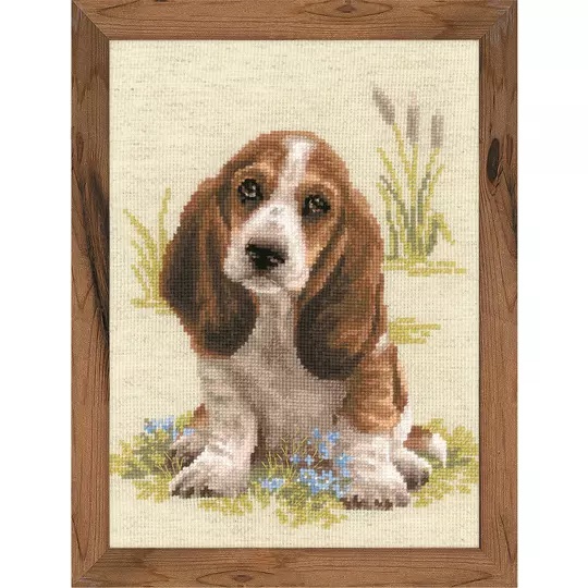 Basset Hound Puppy