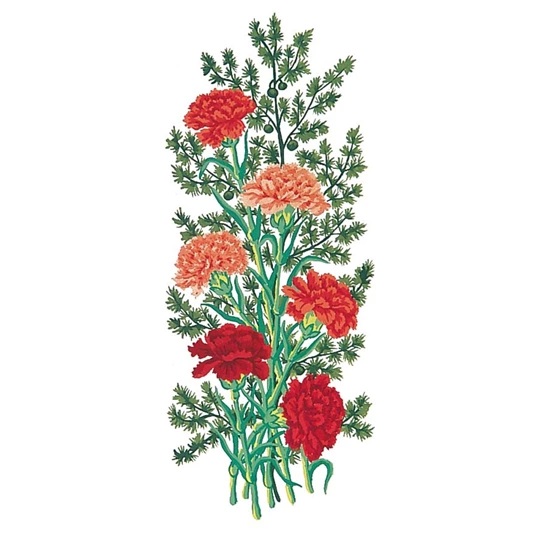 Carnations