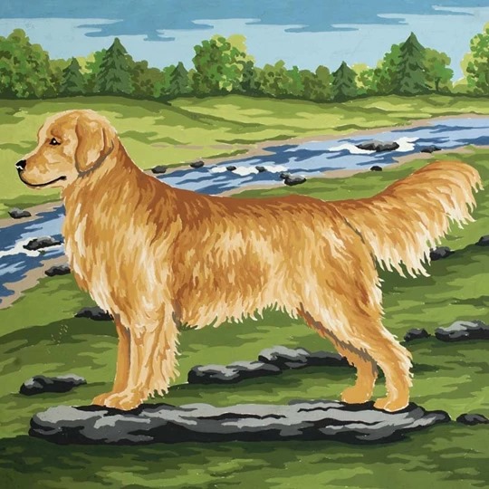 Golden Retriever