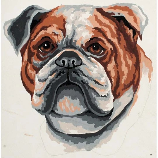 Bulldog