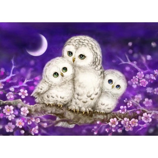 Owl Family
