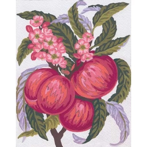 Apples and Blossom