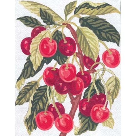Cherries
