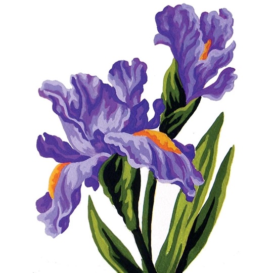 Irises
