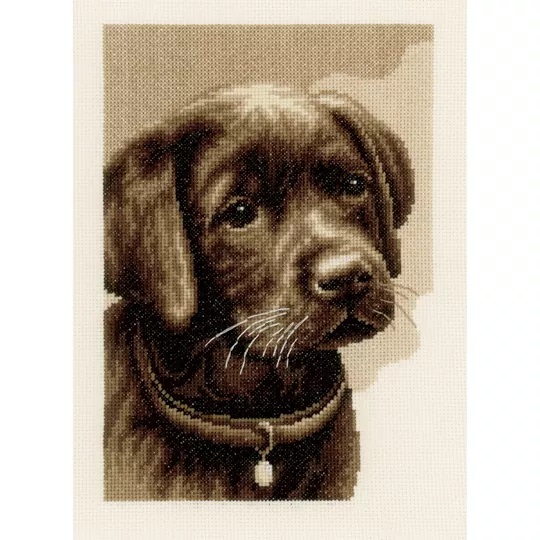 Labrador Puppy