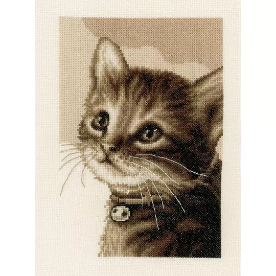 Kitten 