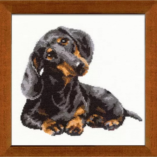 Dachshund