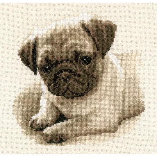 Pug Dog