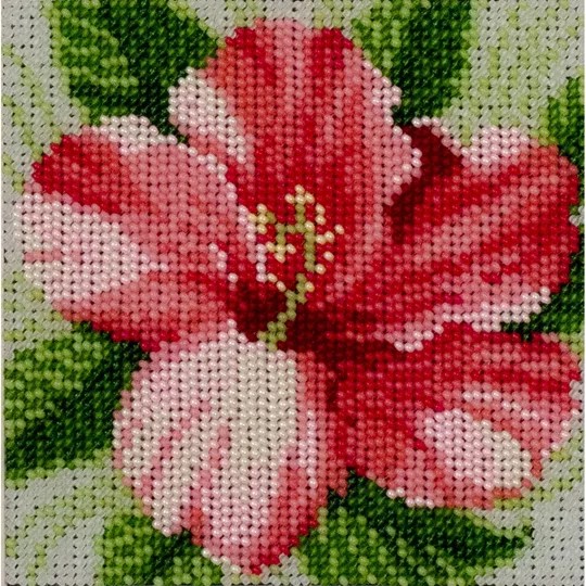 Hibiscus