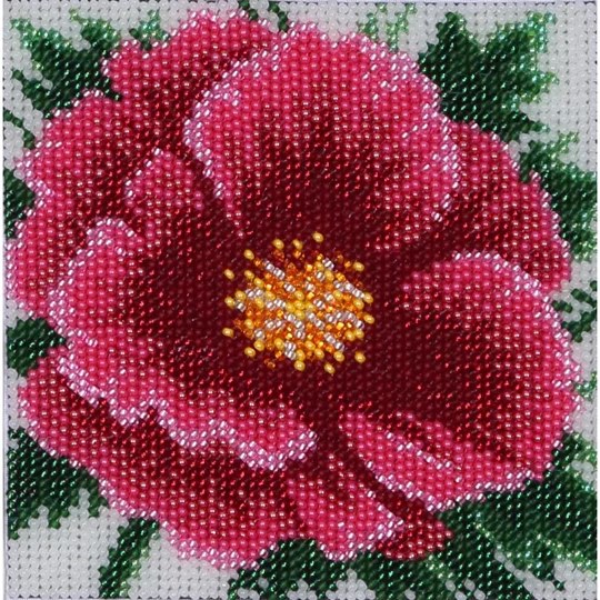 Chinese Rose