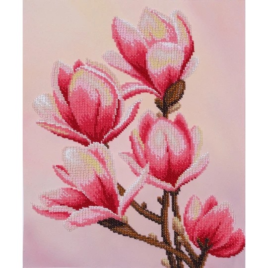 Magnolia Blooming