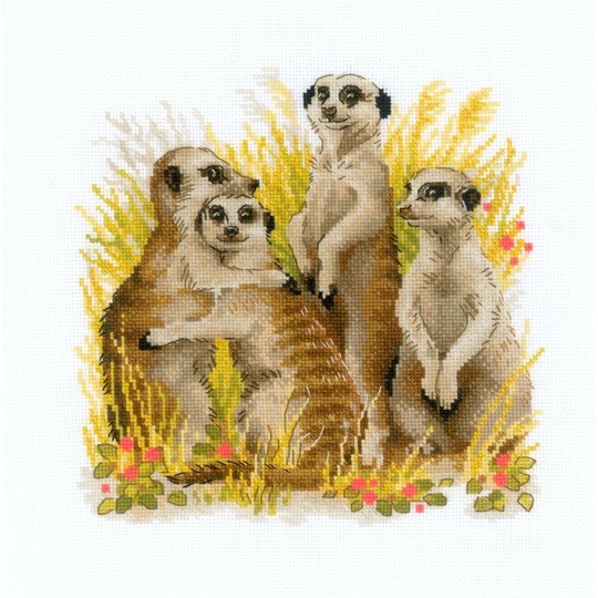 Meerkats
