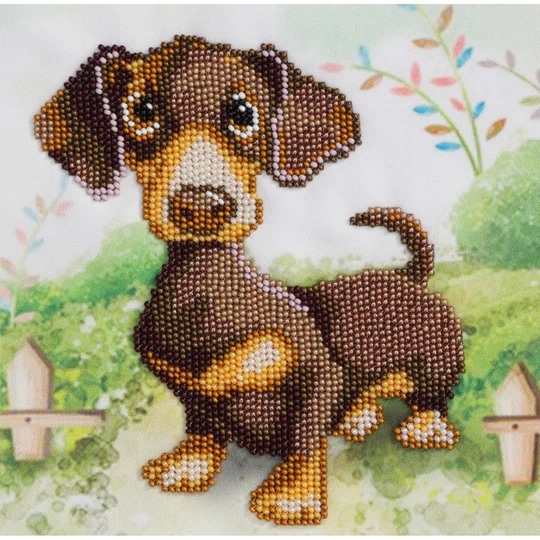 Dachshund