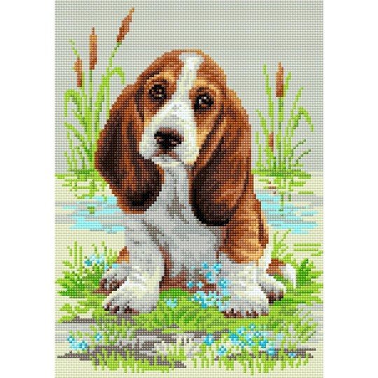 Basset Hound Puppy