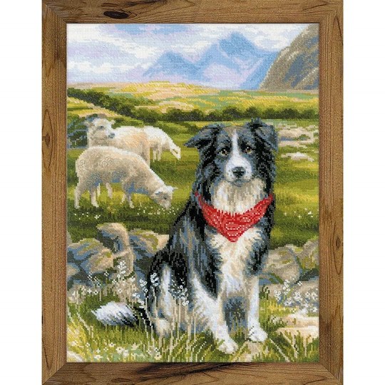 Border Collie