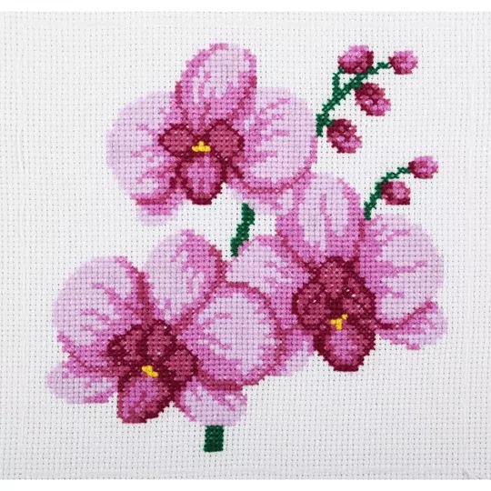 Pink Orchids