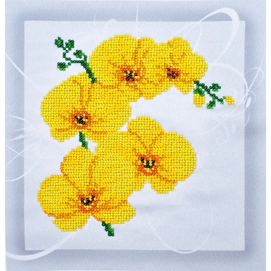 Yellow Orchid