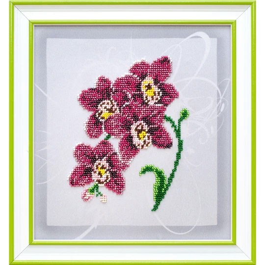 Orchid