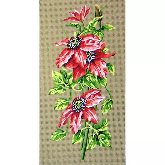 Poinsettia