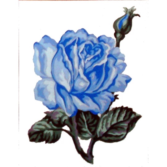 Blue Rose