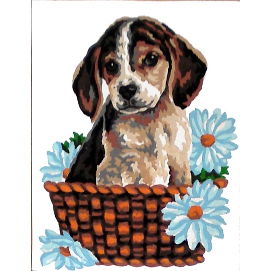Jack Russell Puppy