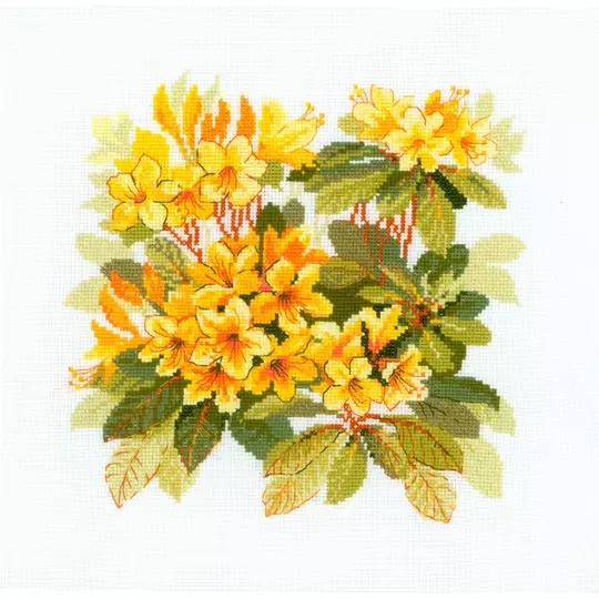 Rhododendron