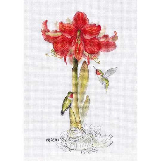 Amaryllis