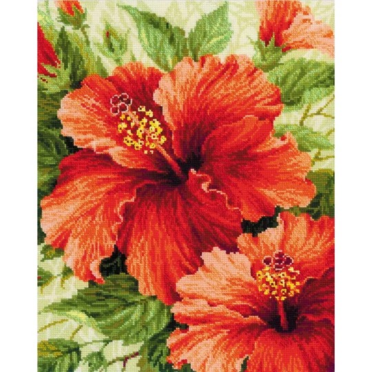 Hibiscus