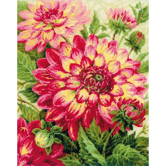 Dahlias