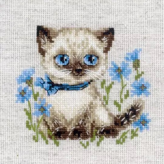 Siamese Kitten