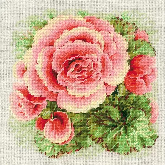 Begonia