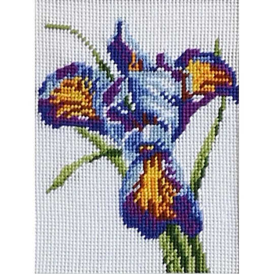 Blue Iris