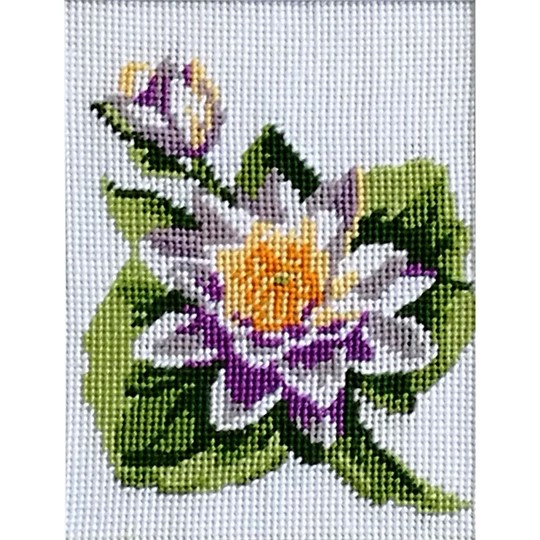 Waterlily