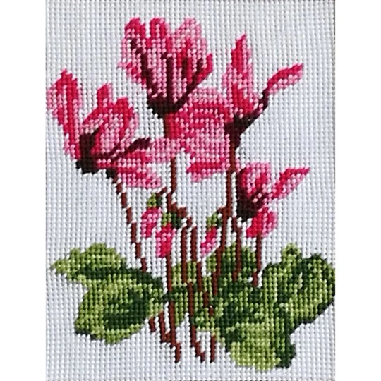 Cyclamen