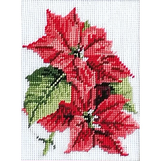 Poinsettia