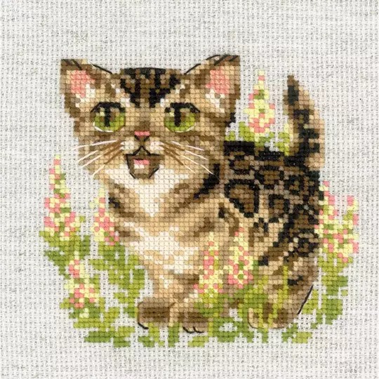 Bengal Kitten