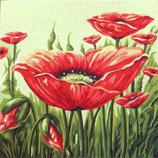 Poppies