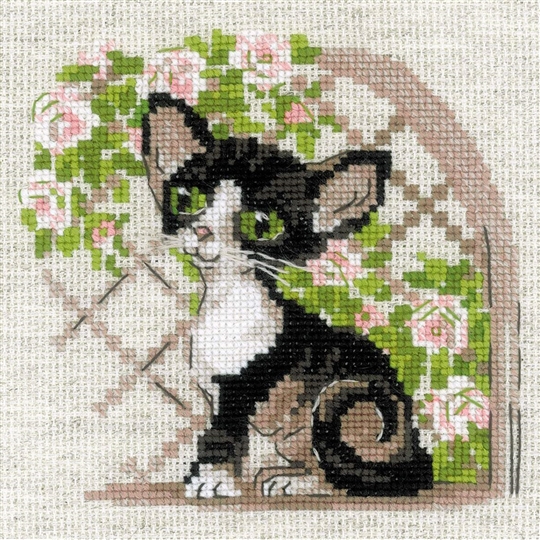 Cornish Rex Kitten