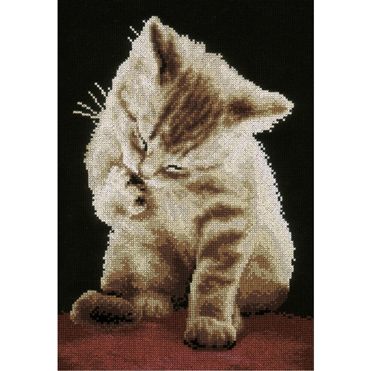 Kitten 