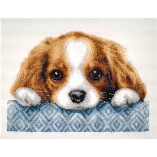 Spaniel Puppy 