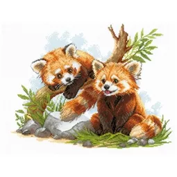 Red Panda Cubs