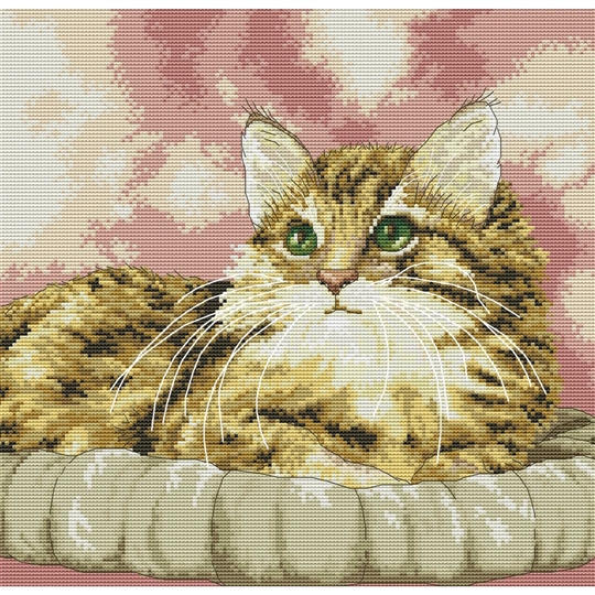 A Fluffy Friend