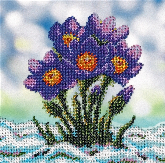 Eastern Pasque Flower