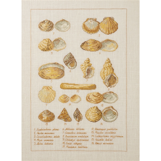 Seashell Sampler