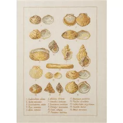 Seashell Sampler