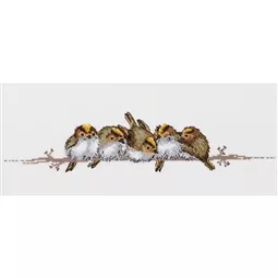 Golden Crested Wrens